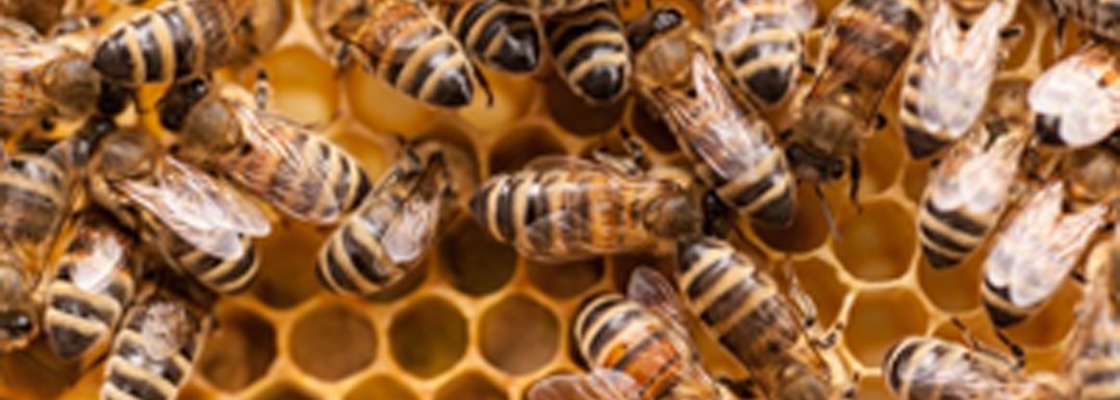 Lean Manufacturing &amp; Life of Bees 